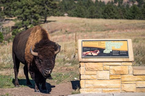 Wind Cave National Park — The Greatest American Road Trip