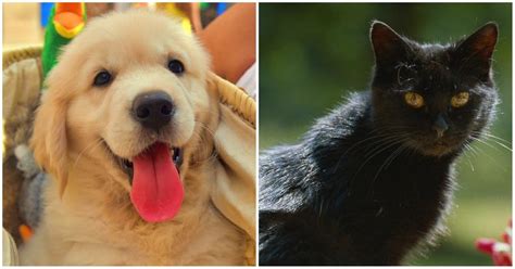 The Golden Retriever BF and Black Cat GF, Explained