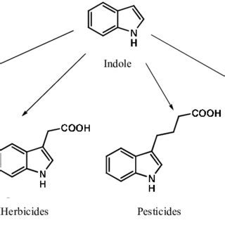 Antimicrobial activity of indole derivatives. | Download Scientific Diagram