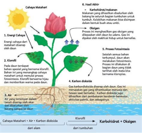 Kunci Jawaban IPAS Kurikulum Merdeka Kelas 4 Halaman 12: Infografis Proses Fotosintesis - Portal ...