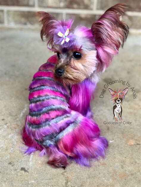 Yorkie Cuts, Dog Dye, Yorkie Haircuts, Creative Grooming, Silly Dogs, Cat Grooming, Pink Dog ...