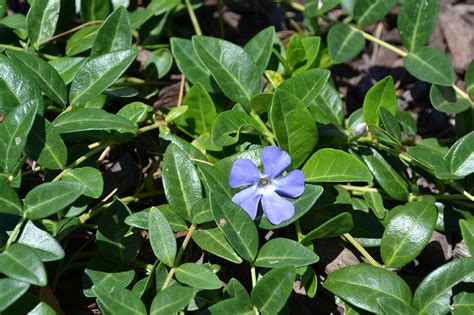 Vinca Minor is a creeping vine with green leaves and purple flowers.