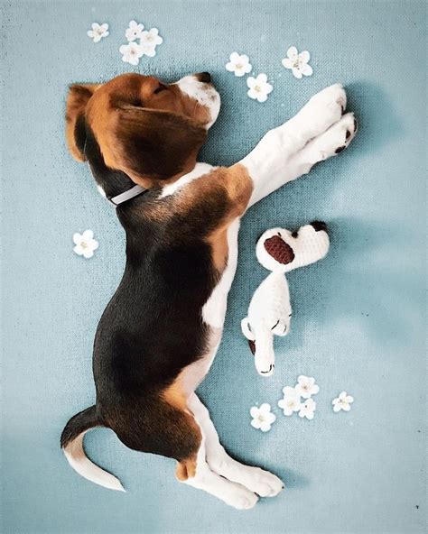 Beagle Dog Puppies, Baby Beagle, Dogs And Puppies, Cute Beagles, Cute Dogs, Best Dog Breeds ...