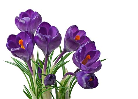 Spring bouquet of purple crocuses isolated | Free Photo