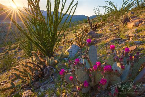 Art In Nature : Desert Springshine ~ Anza-Borrego Wildflowers