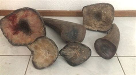 Trafficker gets 18 months in prison over $2.1M in poached rhino horns