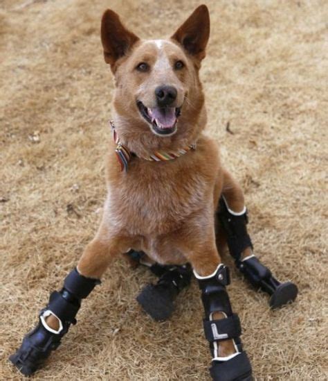 20 Animal prosthetics & orthotics ideas | prosthetics, animals, pets