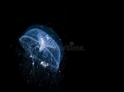 Closeup Shot of a Glowing Blue Aequorea Victoria Jellyfish in the Black ...