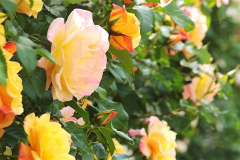 The UK's 7 Best Climbing Roses For Shade | UpGardener™