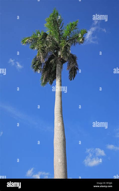 Cuban Royal Palm (Roystonea regia), national tree of Cuba, Cuba, Caribbean Stock Photo - Alamy