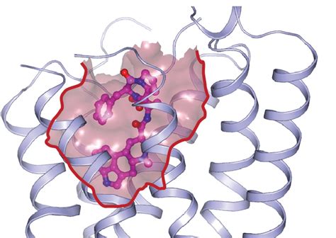 Serotonin receptors offer clues for antidepressants, consciousness ...