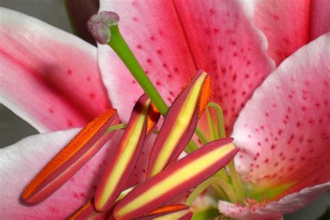 Stargazer Lily Meaning and Symbolism (Perfection & Success)