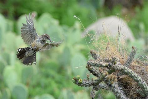 This is the Only Bird Nesting Material You Should Put Out - Birds and Blooms