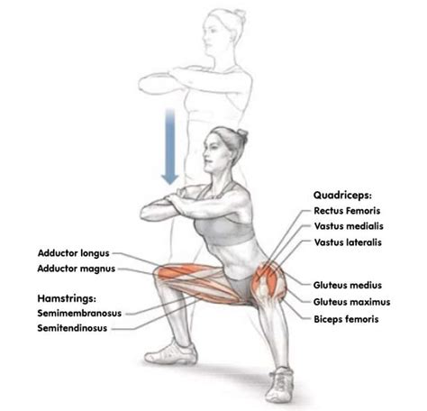 Wide Stance Squats Guide: Muscles Worked, How-To, Tips, and Variations ...