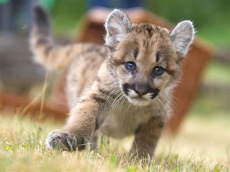 Cub Fan - A seven week old female puma cub named Missoula lumbers through the grass during a ...