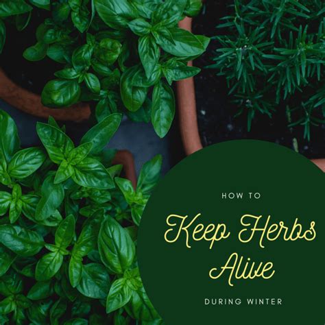 How to Make Your Herbs Last Through the Winter - Dengarden