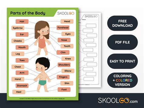 Parts of the Body - Free Worksheet - SKOOLGO