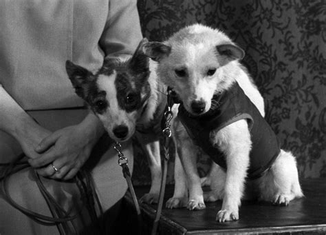 The incredible story of Belka & Strelka - the first dogs to return from ...