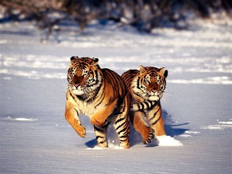 Photo 103 : tigre : une balade en amoureux - Centerblog