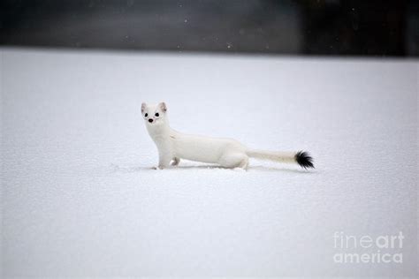 Long-tailed Weasel In Winter Photograph by Greg Dimijian - Pixels