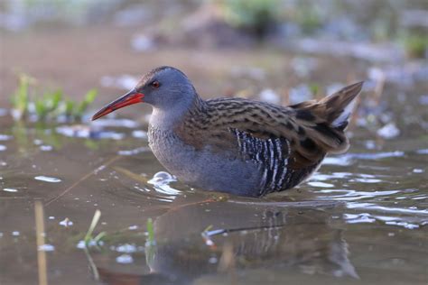 Water Rail by Nigel Gardener - BirdGuides