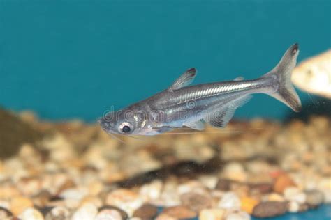 Iridescent Shark Aquarium Fish Stock Photo - Image of catfish, siamese: 37084168