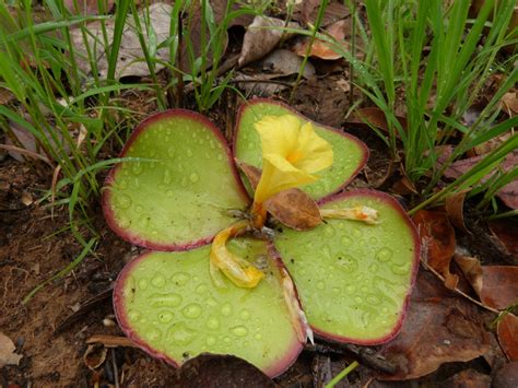 West African Plants - A Photo Guide - Costus spectabilis (Fenzl) K.Schum.