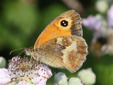 Gatekeeper | Dorset Butterflies