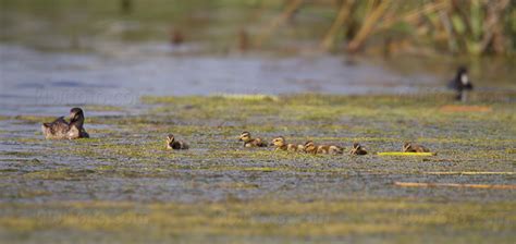 Gadwall Pictures and Photos - Photography - Bird | Wildlife | Nature ...