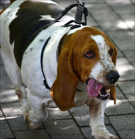 Obesity in Dogs | Healthy Paws