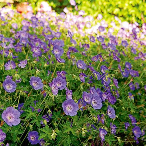 Geranium Rozanne | White Flower Farm