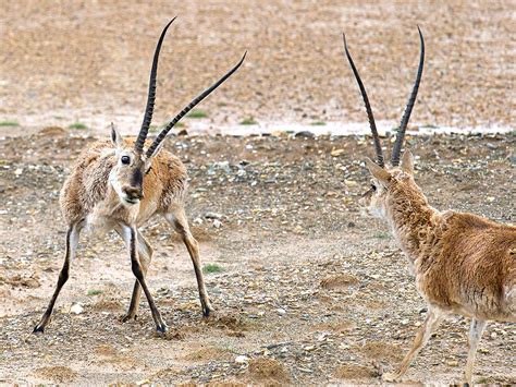 Tibetan Antelope Photos - Shanghai Birding 上海观鸟