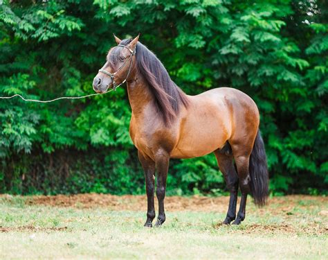 Paso Fino Horse — Full Profile, History, and Care