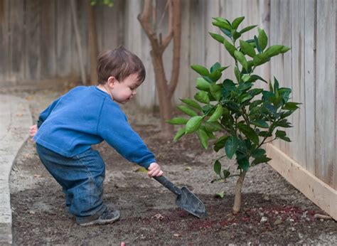 Plant Trees, Where to plant trees in your garden, Planting Trees