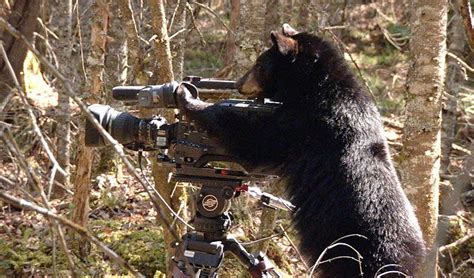 bear with camera Animals Images, Animals And Pets, Funny Animals, Great Photos, Funny Photos ...