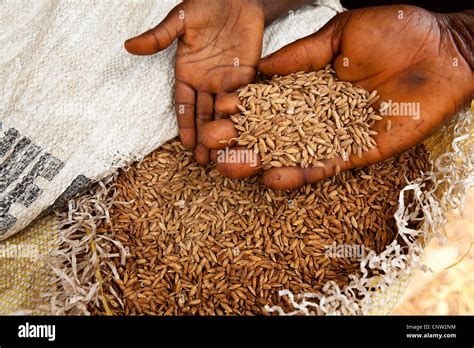 Sierra Leone Rice High Resolution Stock Photography and Images - Alamy