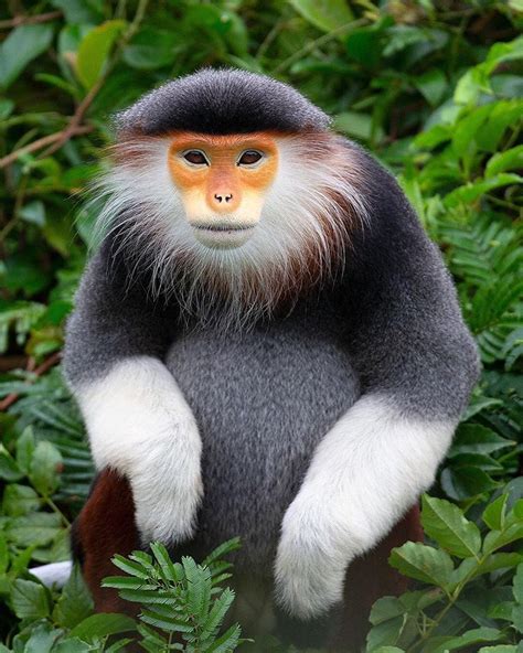 EARTH OFFICIAL on Instagram: “The red-shanked douc langur (Pygathrix ...