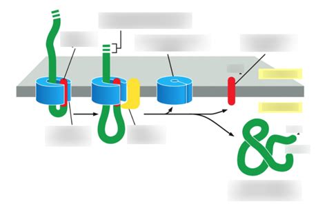 Soluble proteins released into ER lumen Diagram | Quizlet