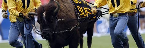 Run with Ralphie: Meet the handlers who run with Colorado's iconic ...