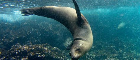 All-Inclusive Galapagos Islands Cruise & Tour Package | Zicasso