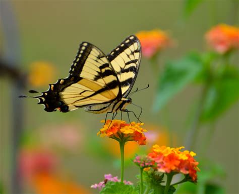 Tiger Swallowtail Butterfly Free Stock Photo - Public Domain Pictures