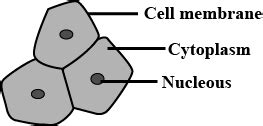 Cheek Cells Under Microscope Labeled