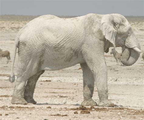 White Elephant Meaning Symbolism: Understanding the Significance