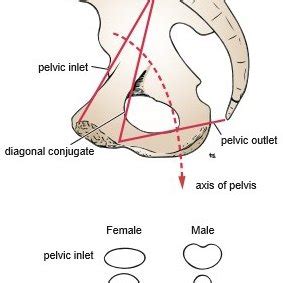 Pelvic inlet, outlet and diagonal conjugate according to Snell clinical... | Download Scientific ...