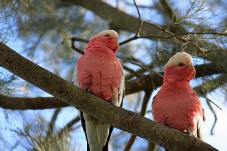 The Cockatoo Breeding Process