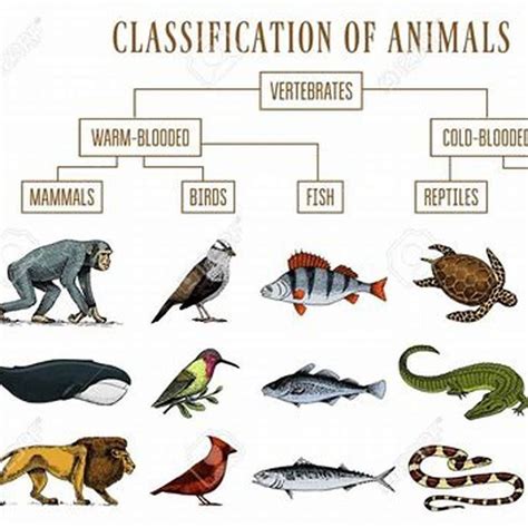 How are reptiles different from birds and mammals? - DIY Seattle