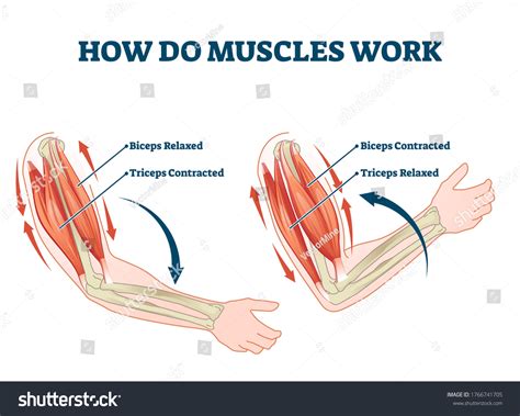 33,916 Movement Muscle Images, Stock Photos & Vectors | Shutterstock