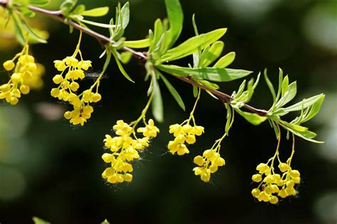 Berberis Thunbergii: Vibrant Flowers and Abundant Berries - FlowersLib