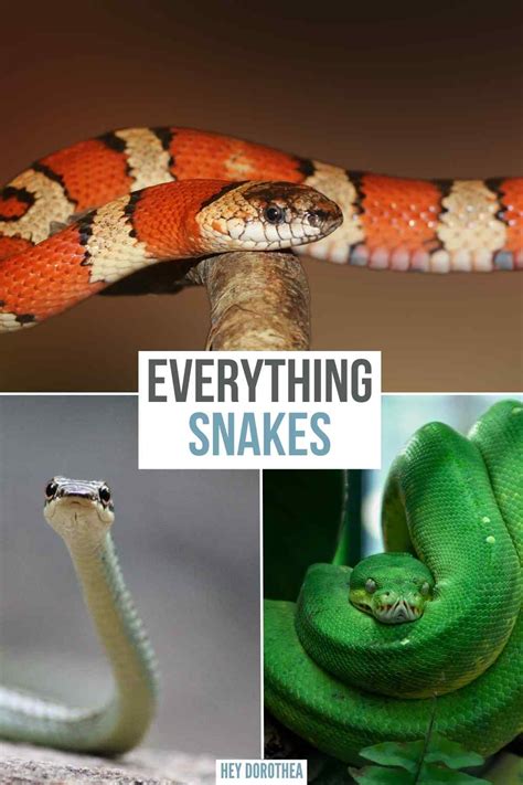 Snakes 101: Best Tips for a Snake - Hey Dorothea