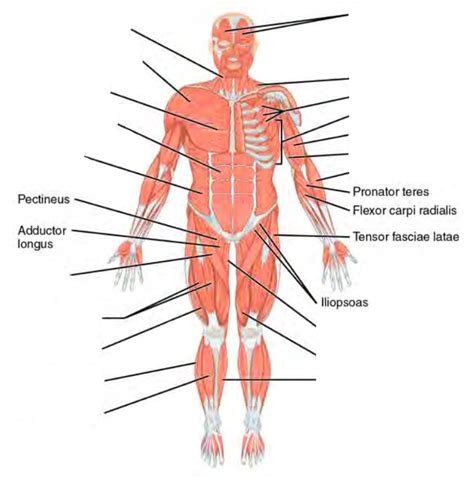 Pre-Lab 10 – Human Anatomy Lab Manual